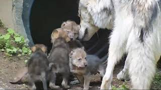 Big Sister Wolf Watches Over Her One-month-old Siblings