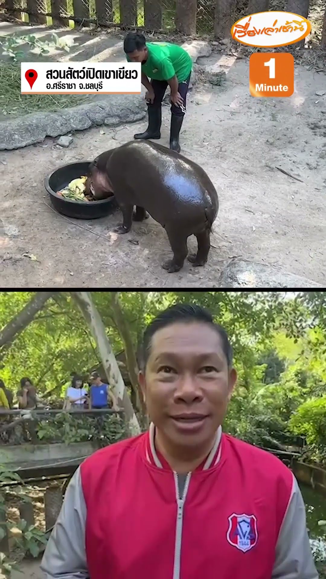 เตรียมสู่ขอ “น้องหมูมะนาว” ให้ “น้องหมูตุ๋น” หวังพัฒนาสายพันธุ์ฮิปโปแคระ