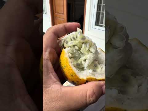 Di tempat kamu buah apa ini