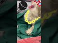 Полное видео про кота на канале)