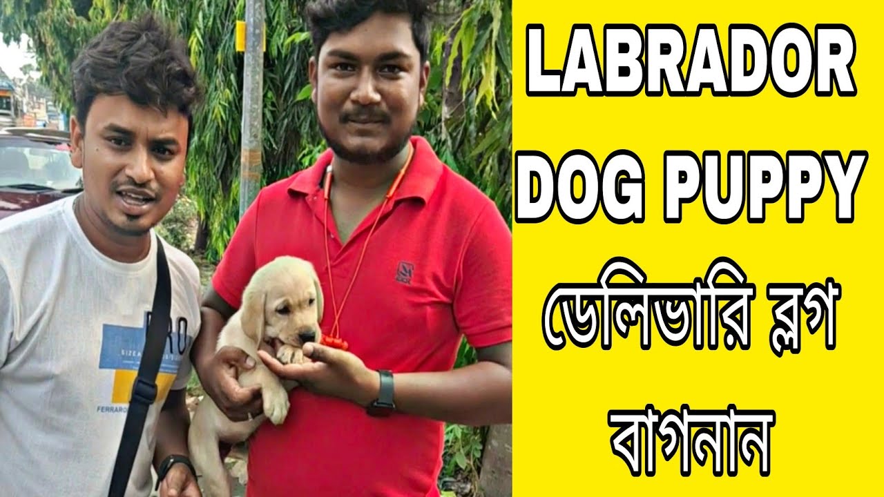new-bengali-vlog-bagnan-labrador-puppy-delivery-pom-tv-love-dog