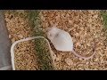 Funny and Cute Hamster Compilation