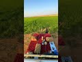 ويلاه يارجل ربعه بعيدين