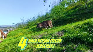 4 NALA KOŞAN JERSEYLER #merahayvancılığı #jersey #köy