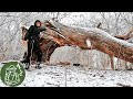 🌳 Прогулка в снежный весенний лес на поиски лютиков 🌼 Белка облизывает ветки