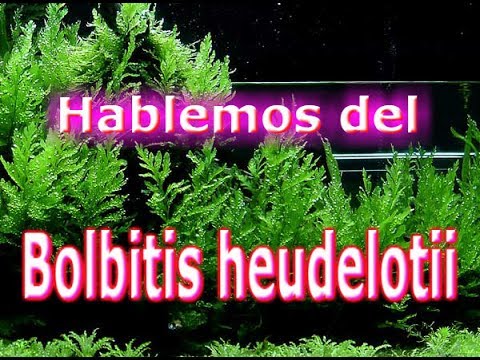 Video: Bolbitis Heteroclite - Helecho Anfibio