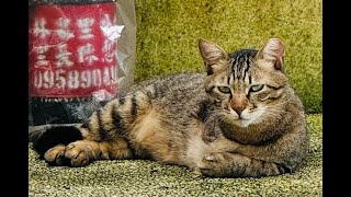 CAT at Puji Temple (普濟寺) in Beitou District of Taipei Has Only One Front Leg and is DOING FINE by chang gyong 35 views 10 days ago 1 minute, 9 seconds