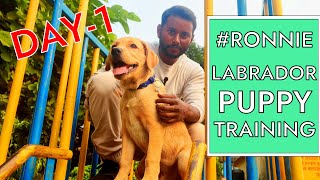 Labrador Puppy Training Day 1st || Training Session For Beginners in Hindi | RONNIE THE LABRADOR DOG by SMART DOG TRAINING 17,090 views 1 year ago 3 minutes, 54 seconds