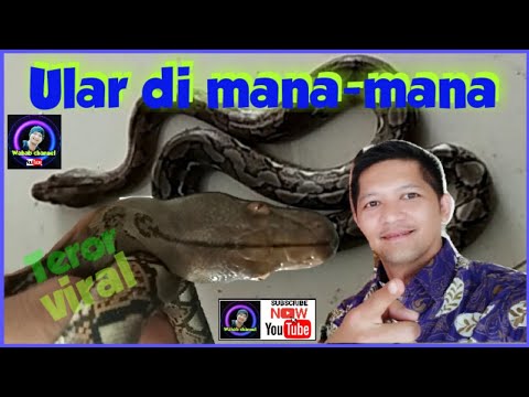 Anak Ular sanca kembang | penemuan anak sanca kembang - YouTube