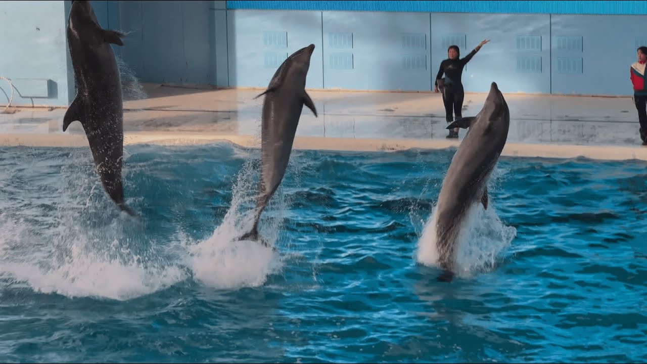 ディズニーシー　手作りガラスのイルカとダイバー ディズニーシー 手作りガラスのイルカとダイバー