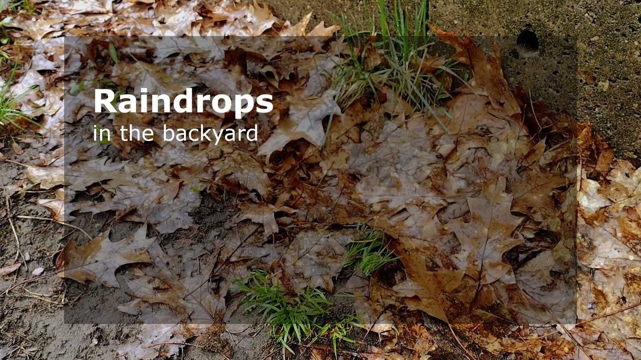 Raindrops in the backyard | field recording | t.bone SC 140 mics