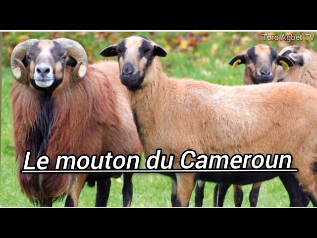 Mouton du Cameroun • Élevage et vente de grands mammifères