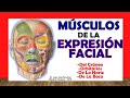 🥇 MÚSCULOS de la EXPRESIÓN FACIAL y del CRÁNEO