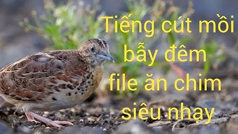 Tiếng chim cút mồi kêu/file bẫy cút mp3 chuẩn mới nhất 2025/tiếng cút kêu bẫy ngày đêm/quail call