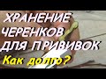 КАК ДОЛГО МОЖНО ХРАНИТЬ ЧЕРЕНКИ ДЛЯ ПРИВИВОК?