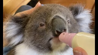 Baby Koalas with bottles