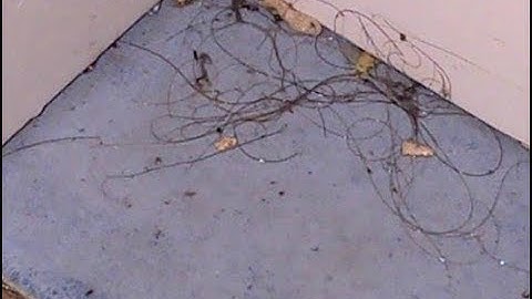 الرقية الشرعية من السحر المرشوش المنثور .إقرأ الوصف