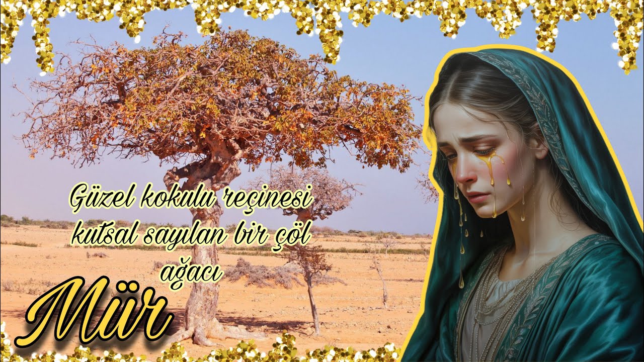 Mür - Commiphora myrrha