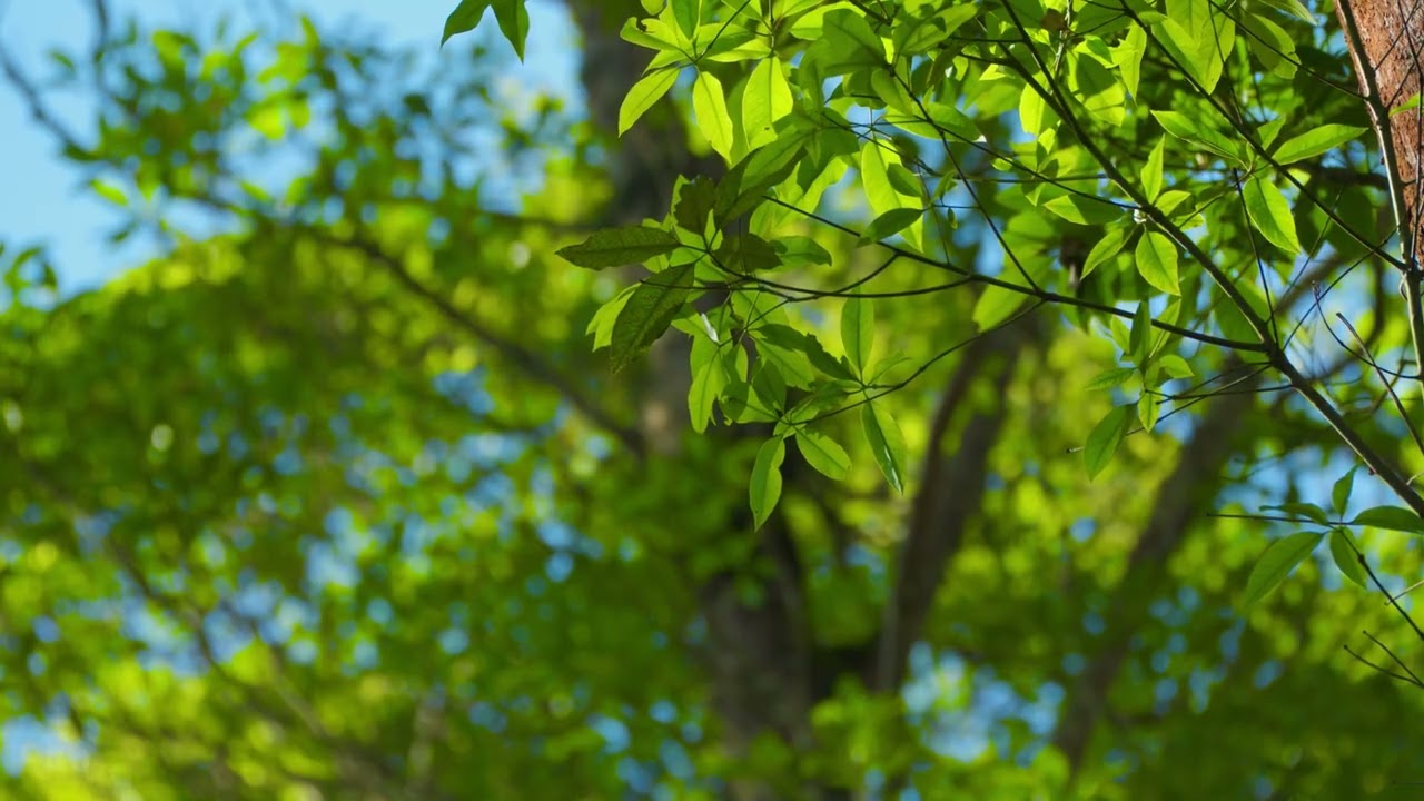 Gardening Background - Beautiful Nature View with Soft Piano for Watering Time Relaxing
