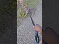 Park Day with the Bullies | Leash Training ?
