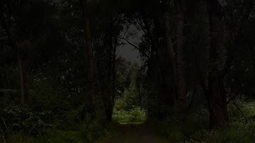 Forest Road Thunderstorm | On Your Way Home From a Hike | Calm Before the Storm | 3 HOURS