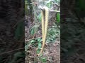 caçada de varrida deu paca é cobra