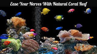 1 Hour Calming Aquatic life ✦ Coral Reef ✦ Relaxing Music