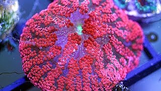 Fragging Red Maxi Mini Carpet Anemone (Bali Blood Red Anemone)
