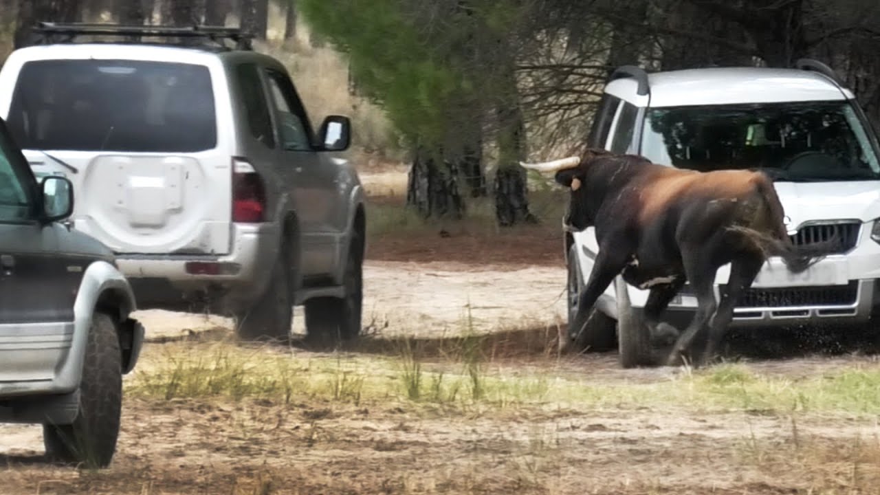 Arrabal del Portillo 2023 Se Escapa El Toro Último Encierro
