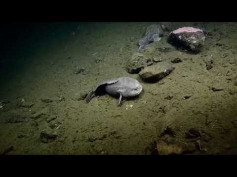 Extreme close-up of blobfish in water, Stock Video