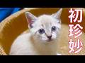 新加入子猫たち、はじめての珍妙体験　The kitties met the funny object