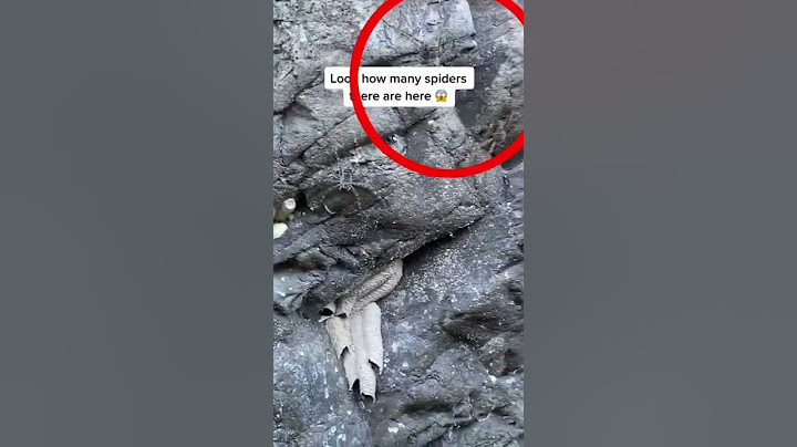 I found your WORST NIGHTMARE (Mexican Spiders) #shorts