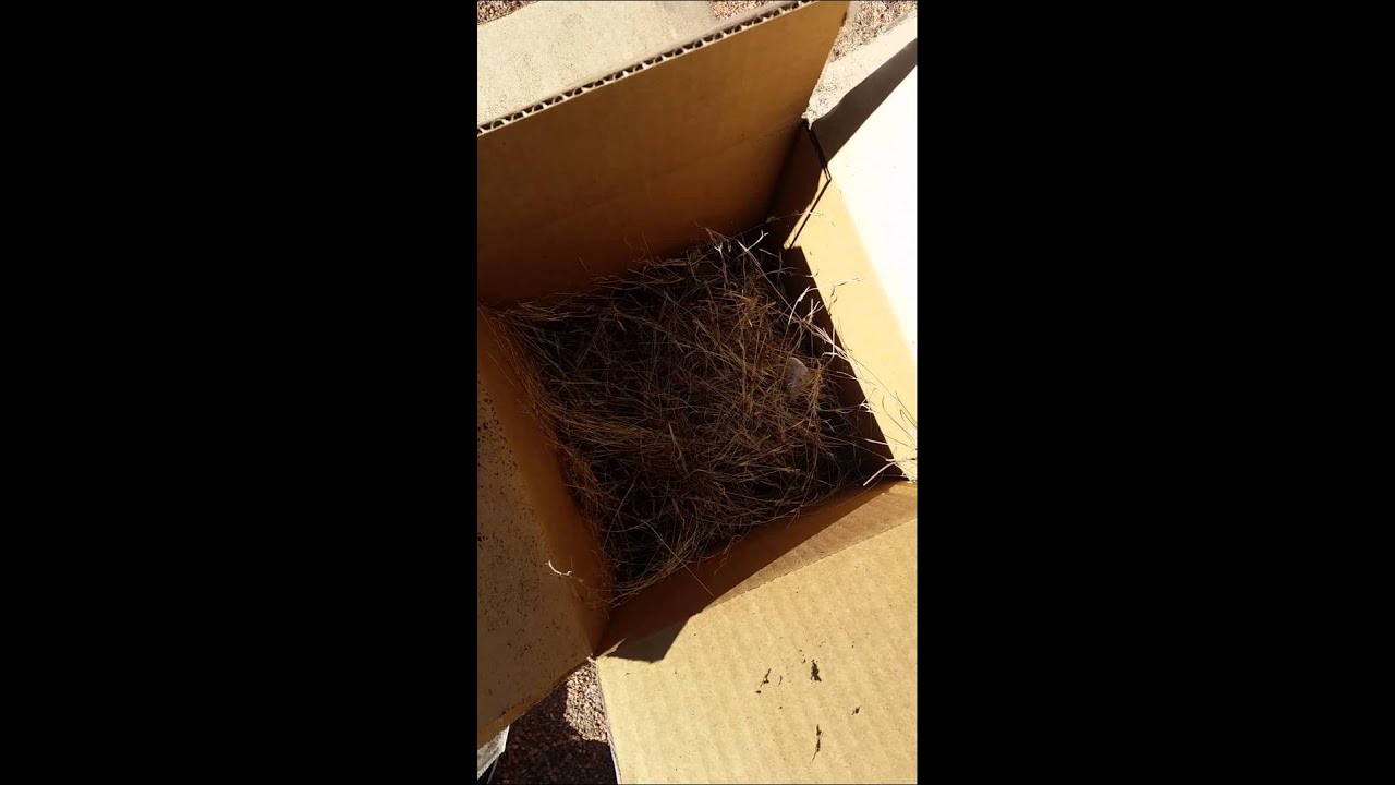 Human Manure backyard compost experiment (part 1) YouTube