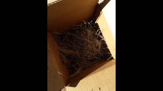 Human Manure backyard compost experiment (part 1)