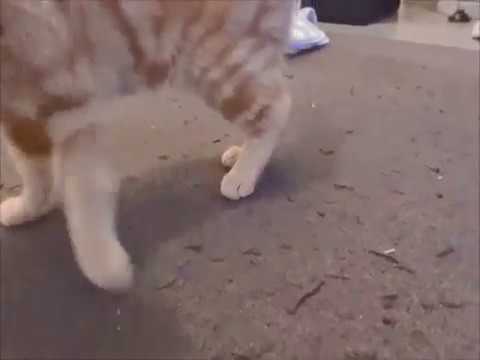 Chat retrouvé avec fracture patte arrière / Cat found with broken paw