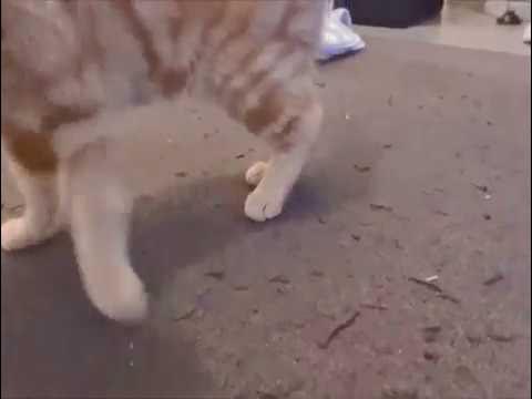 Chat Retrouve Avec Fracture Patte Arriere Cat Found With Broken Paw Youtube
