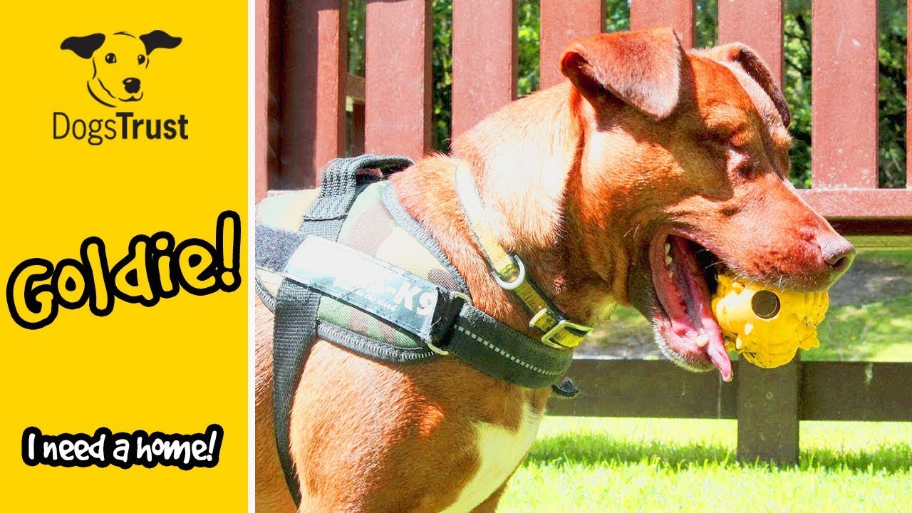 Special Someone | Dogs Trust TV Ad (Long Version) - YouTube