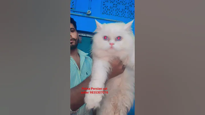 Video 10701051: persian cat kitten pet, persian cat breed kitten, quality persian cat kitten, eyes persian cat kitten, persian cat kitten blue