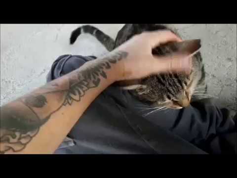 ‫עדין וכובש- מה עוד אפשר לבקש?‬‎ - YouTube