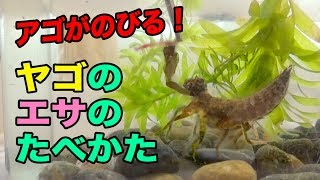 ヤゴのエサのたべかた アゴが伸びて補食する様子 トンボの幼虫 観察 自由研究 Youtube