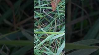 Утренняя роса,р.Малая Ульба,22-23.07.2025.Morning dew,Malaya Ulba River,Eastern Kazakhstan.