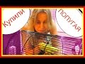 Карантин и адаптация попугая. Купили пару своему попугайчику💞 Лайма дома! Ура! #Птицы