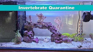 34 - Invertebrate Quarantine, 1 of 2 tanks to support the big tank by Peter Reef 164 views 2 months ago 1 minute, 55 seconds