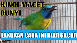 How to deal with a Kinoi bird that has stopped singing