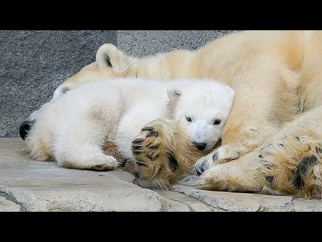 お母さんに寄り添うホッキョクグマの赤ちゃん 札幌の動物園