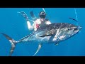 Spearfishing yellowfin tuna blue water spearfishing