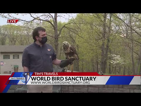 Βίντεο: Fald Eagles and More at the World Bird Sanctuary