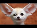 The most amazing and cute baby animals