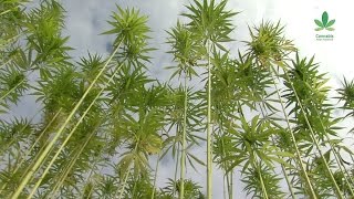 Why aren't we building more with hemp? - Part 1