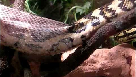 Fluffy The Snake Shedding For The Eighth Time